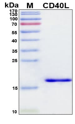 Recombinant Porcine CD40 ligand Protein, Antigen Grade