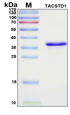 Recombinant Porcine CD326 Protein