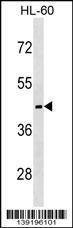 Anti-MC5R (C-term) Antibody