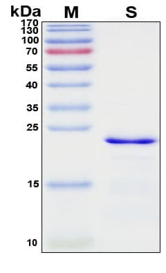 Recombinant Hepatitis B Virus L-HBsAg Protein
