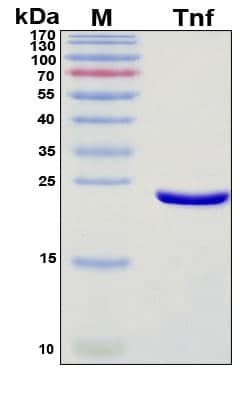 Recombinant Mouse TNF-alpha Protein