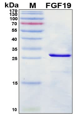 Recombinant Mouse FGF-19 Protein