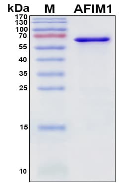Recombinant Human AIF Protein