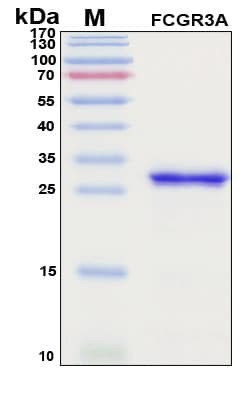 Recombinant Human CD16-II Protein