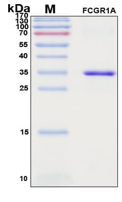 Recombinant Human Fc gamma RI (CD64) Protein, Antigen Grade