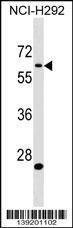 Anti-APBA3 (Center) Antibody