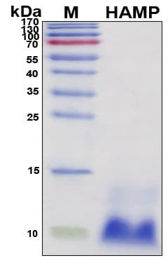 Recombinant Porcine Hepcidin Protein, Antigen Grade