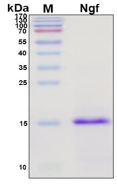 Recombinant Rat beta-NGF Protein, Antigen Grade