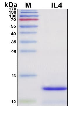 Recombinant Bovine IL-4 Protein, Antigen Grade