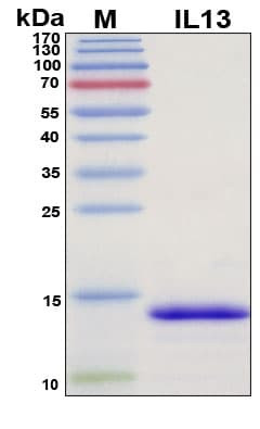 Recombinant Rat IL-13 Protein, Antigen Grade