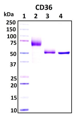 Recombinant Human CD36 Protein
