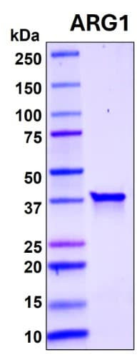 Recombinant Human Arginase-1 Protein