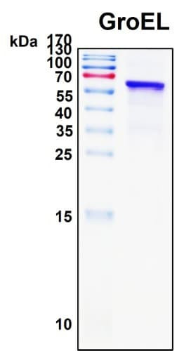 Recombinant Escherichia coli GroEL Protein