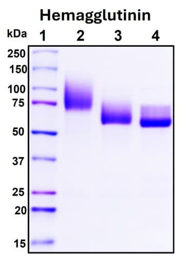 Recombinant Influenza Virus Hemagglutinin Protein
