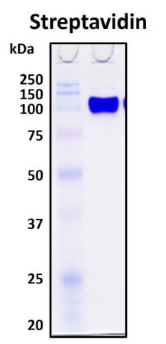 Recombinant Streptomyces avidin Streptavidin Protein