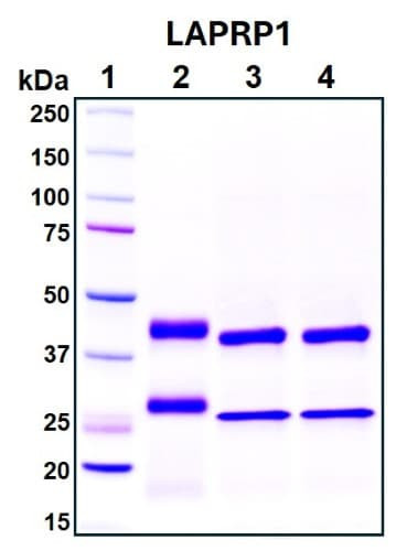 Recombinant Human Alpha-2-MRAP Protein