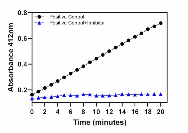 Thioredoxin Reductase positive control activity over time with Thioredoxin Reductase inhibitor.