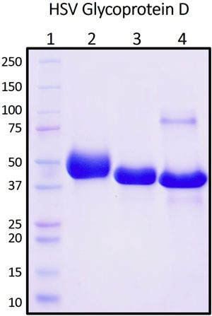 Recombinant HSV-1 Glycoprotein D Protein, Biotinylated
