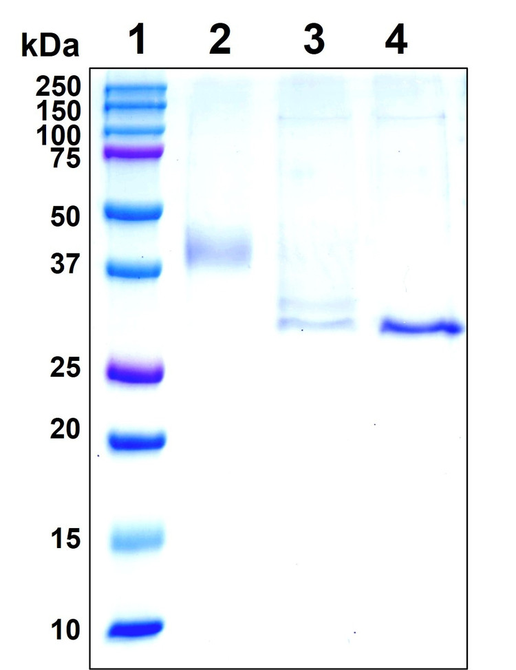 Figure 1. Deglycosylation analysis of purified recombinant proteins. Lane 1, protein ladder (kDa). Lane 2, glycosylated protein (delivered to customers). Lanes 3 and 4, deglycosylated proteins under native and denature conditions respectively.