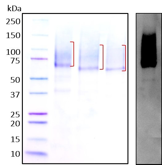 Figure 1. Deglycosylation analysis of purified recombinant proteins. Lane 1, protein ladder (kDa). Lane 2, glycosylated protein (delivered to customers). Lanes 3 and 4, deglycosylated proteins under native and denature conditions respectively.