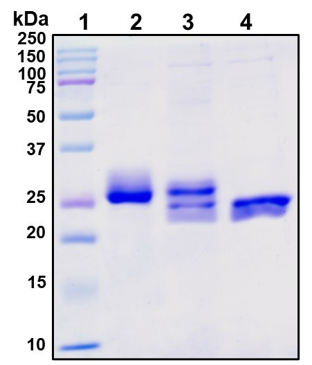 Figure 1. Deglycosylation analysis of purified recombinant proteins. Lane 1, protein ladder (kDa). Lane 2, glycosylated protein (delivered to customers). Lanes 3 and 4, deglycosylated proteins under native and denature conditions respectively.