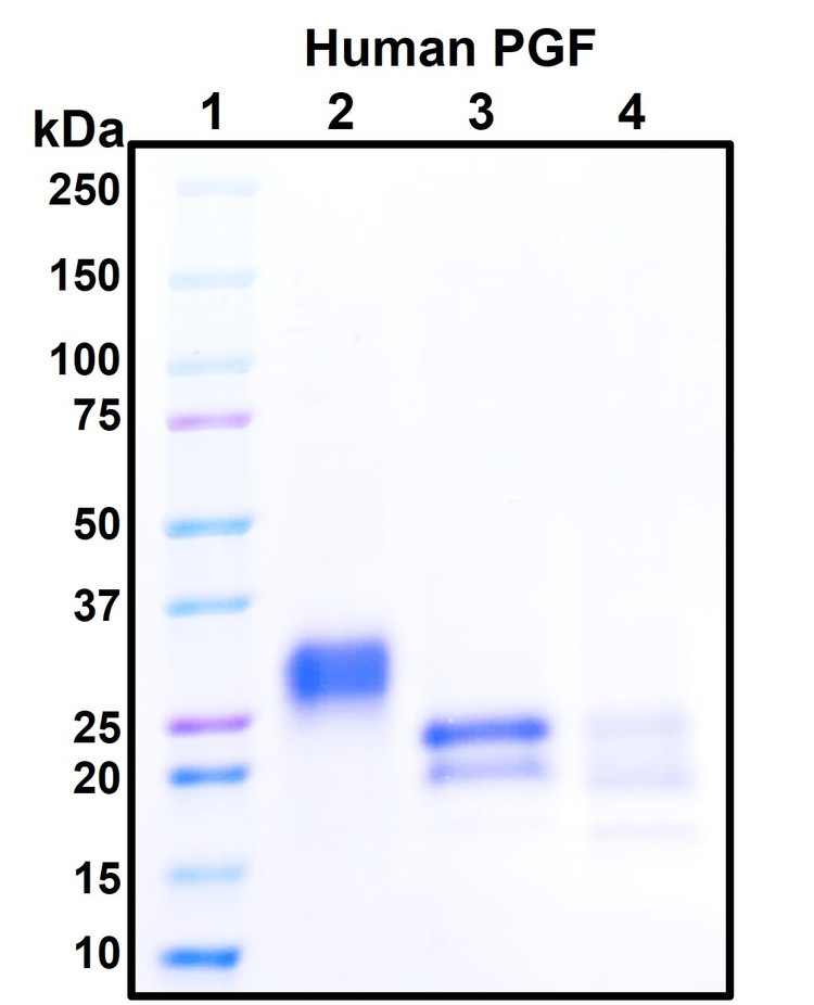 Figure 1. Deglycosylation analysis of purified recombinant proteins. Lane 1, protein ladder (kDa). Lane 2, glycosylated protein (delivered to customers). Lanes 3 and 4, deglycosylated proteins under native and denature conditions respectively.