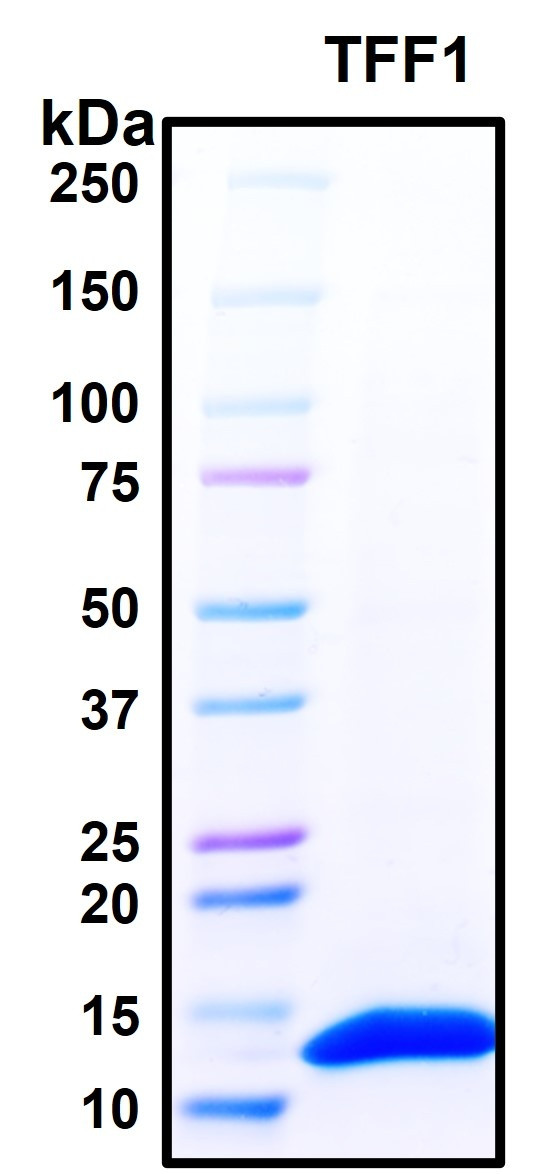 Recombinant Human TFF1 Protein, Biotinylated