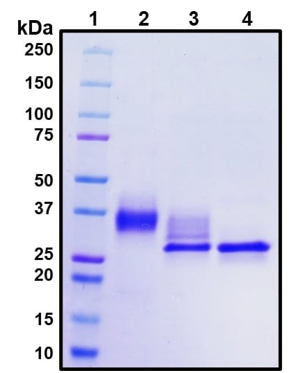Figure 1. Deglycosylation analysis of purified recombinant proteins. Lane 1, protein ladder (kDa). Lane 2, glycosylated protein (delivered to customers). Lanes 3 and 4, deglycosylated proteins under native and denature conditions respectively.