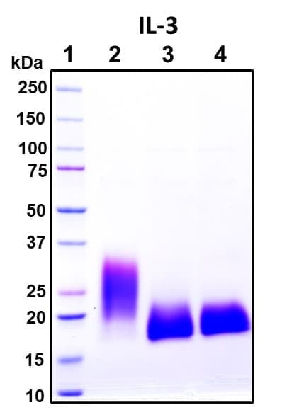 Recombinant Human IL-3 Protein, Biotinylated