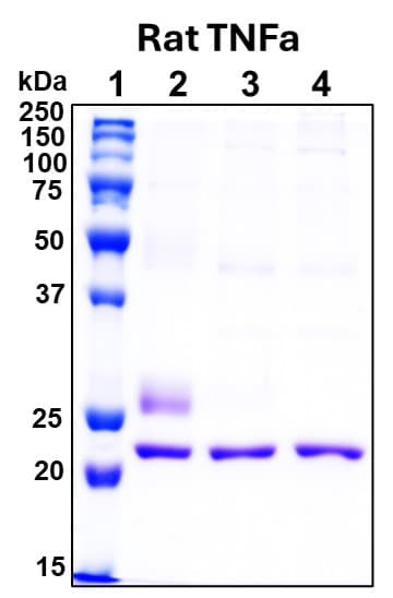Recombinant Rat TNF alpha Protein, Biotinylated