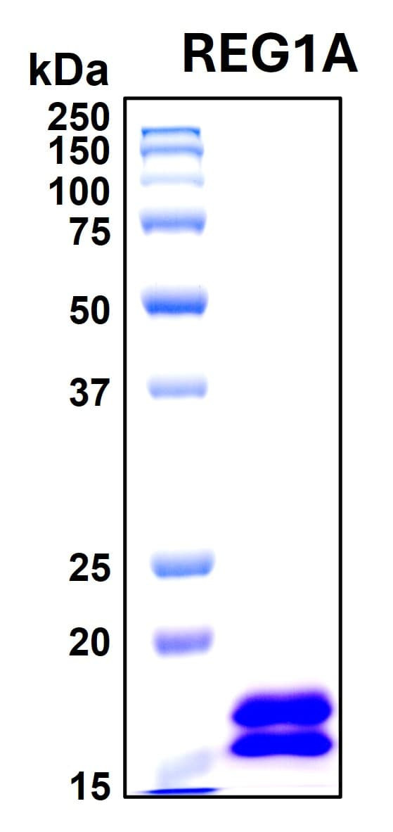 Recombinant Human Lithostathine-1-alpha (REG-1-alpha) Protein, Biotinylated