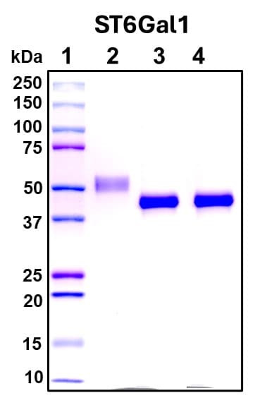 Recombinant Human ST6Gal I Protein, Biotinylated