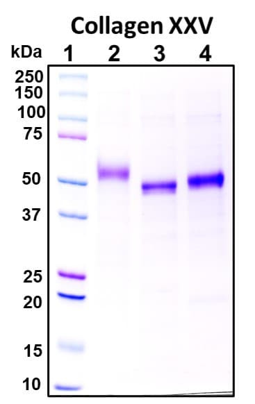 Recombinant Human Collagen alpha-1(XXV) chain Protein, Biotinylated