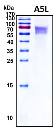 Recombinant Monkeypox Virus A5L Protein, HEK293, Biotinylated