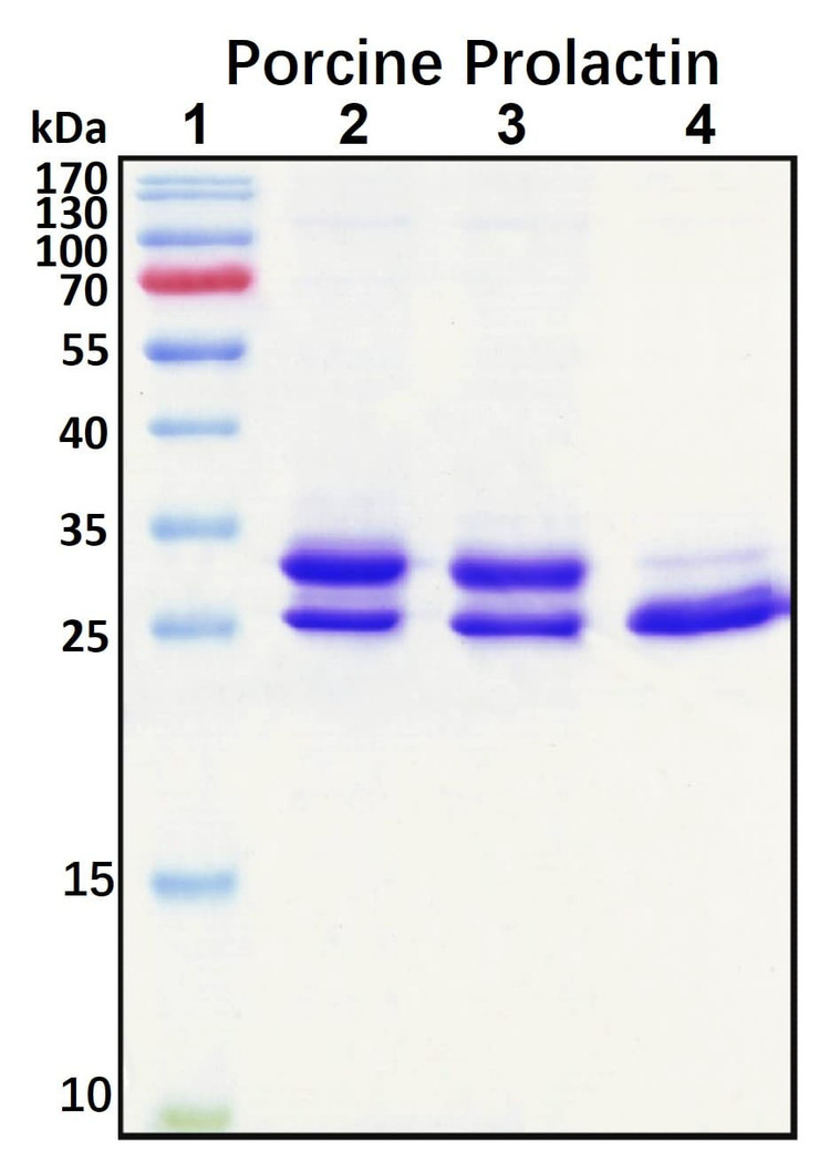 Recombinant Porcine Prolactin Protein, Biotinylated