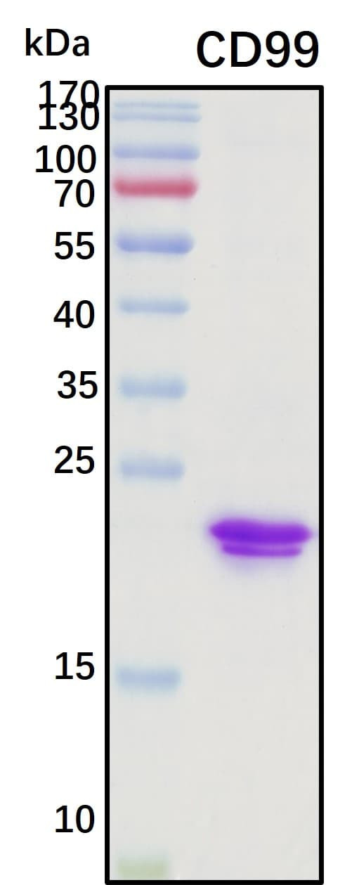 Recombinant Human CD99 Protein, Biotinylated