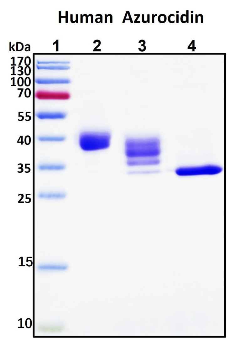 Recombinant Human Azurocidin (HBP) Protein, Biotinylated