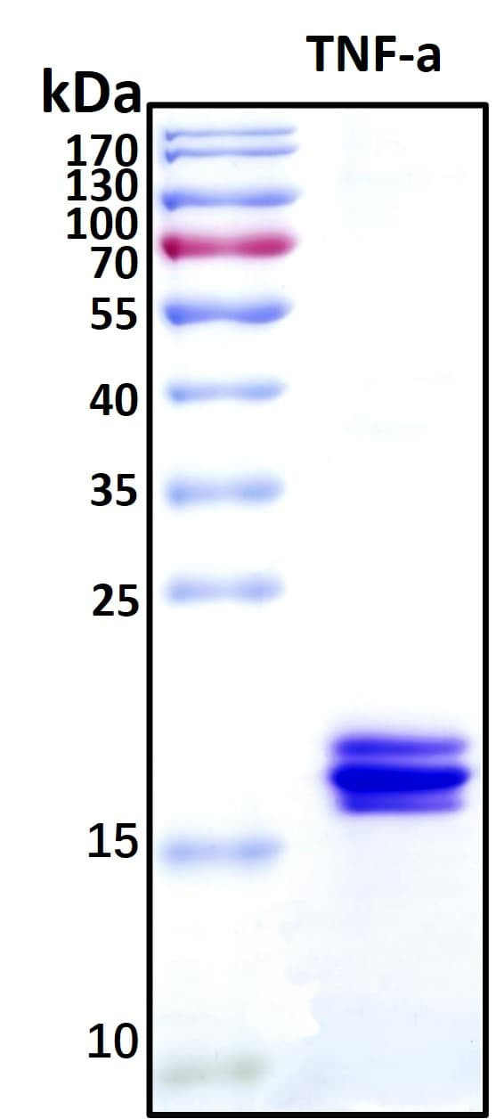 Recombinant Human TNF alpha Protein, Biotinylated
