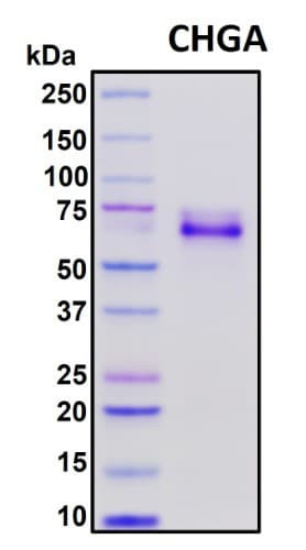 Recombinant Human Chromogranin-A (CgA) Protein, HEK293, Biotinylated
