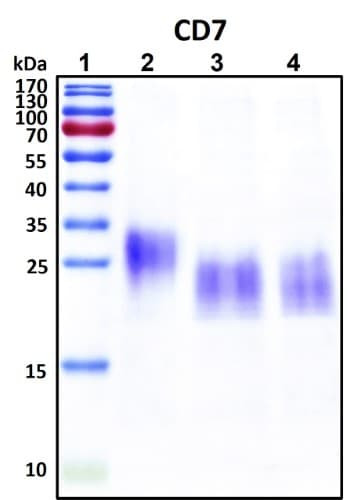 Recombinant Human T-cell antigen CD7, HEK293, Biotinylated