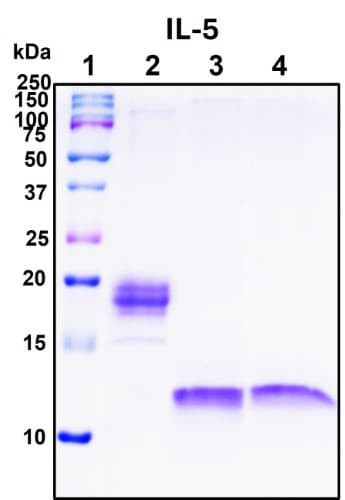 Recombinant Human IL-5 Protein, Biotinylated