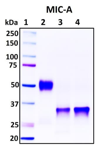Recombinant Human MIC-A Protein, Biotinylated