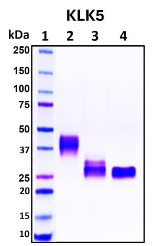 Recombinant Human Kallikrein-5 Protein, Biotinylated