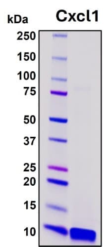 Recombinant Mouse CXCL1/KC Protein, Biotinylated