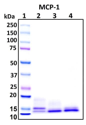 Recombinant Human CCL2 Protein, Biotinylated