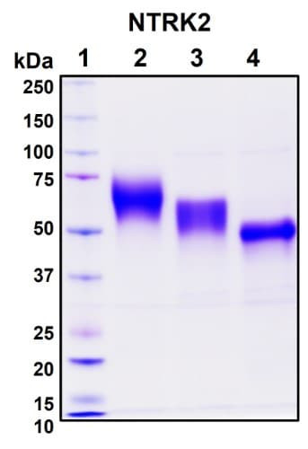 Recombinant Human NTRK2 Protein, Biotinylated