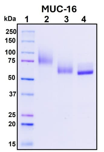 Recombinant Human Mucin-16 Protein, Biotinylated