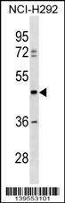 Anti-TULP3 (C-term) Antibody