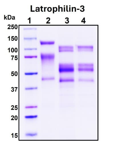 Recombinant Human Latrophilin Protein, Biotinylated