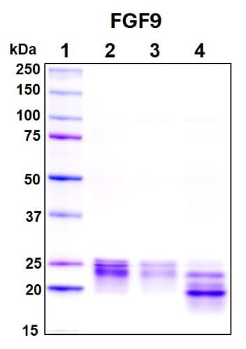 Recombinant Human FGF-9 Protein, Biotinylated